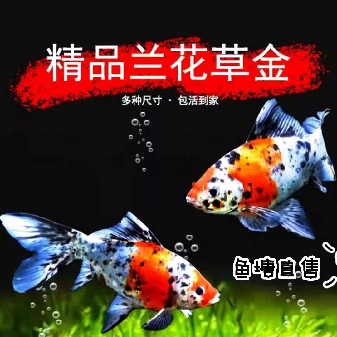 兰花草金观赏鱼好养耐活耐寒冷水鱼苗适合鱼缸养殖冷水鱼观赏鱼