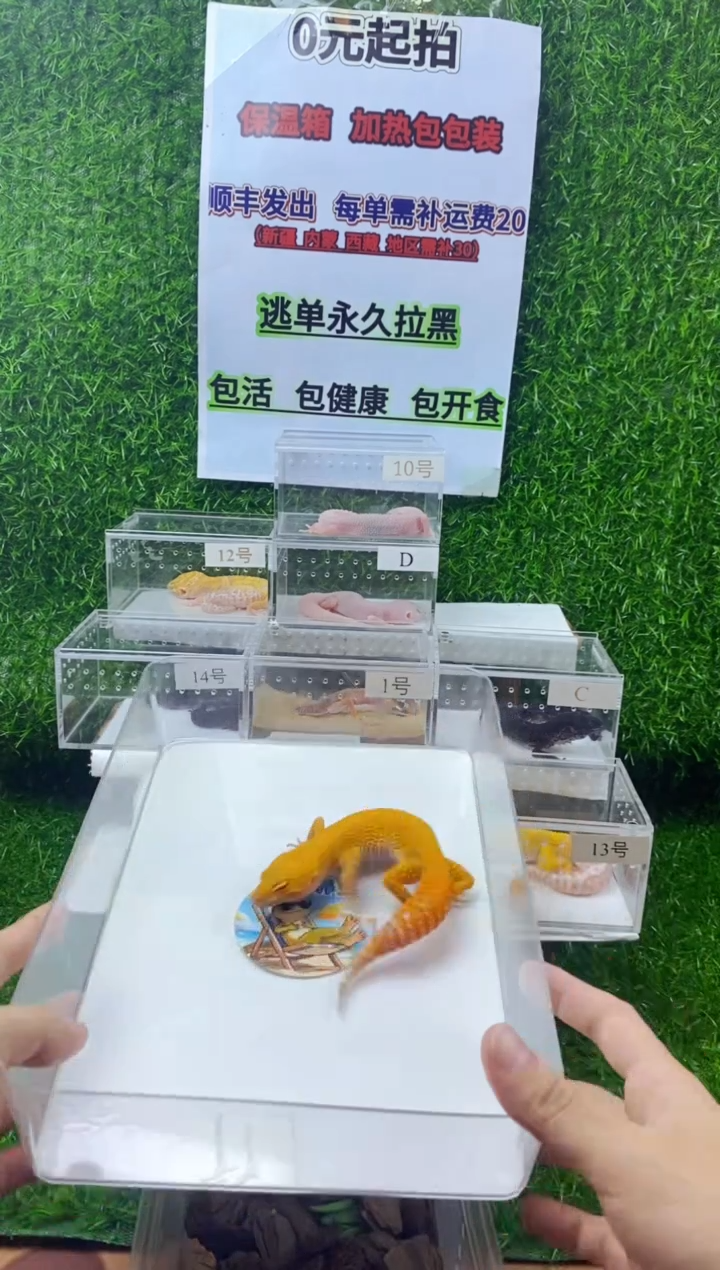豹纹守宫豹纹守宫幼苗亚成体肥尾