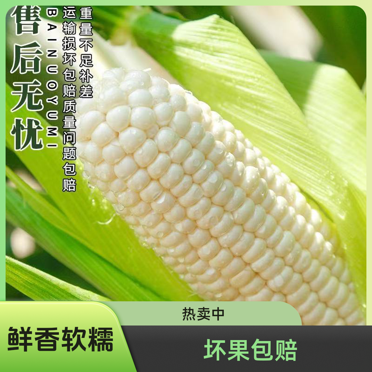 【新鲜发货】白粘糯玉米软糯香甜低脂代餐粗粮颗粒水果玉米坏果包赔