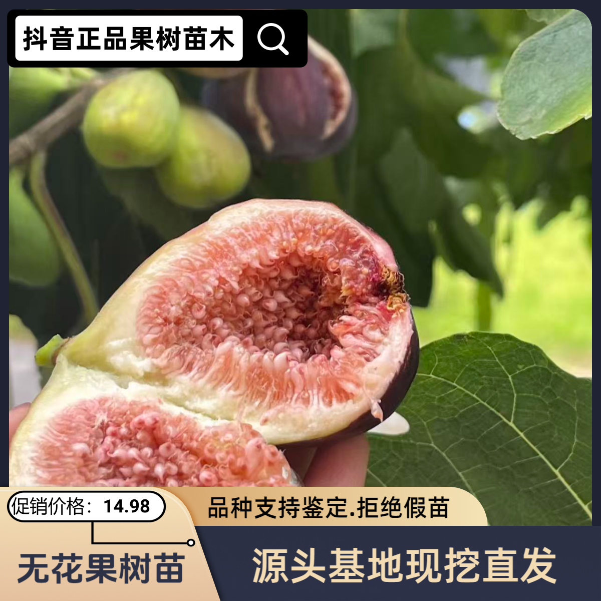 无花果树苗品种齐全南北方庭院地栽阳台盆栽种植耐寒易活无花果苗