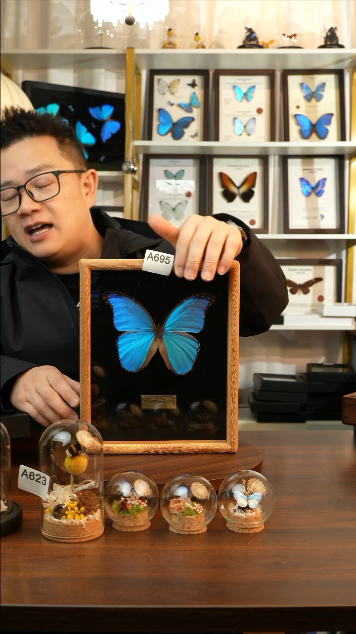 大蓝闪蝶-黑绒（10寸鸡翅木框）A695