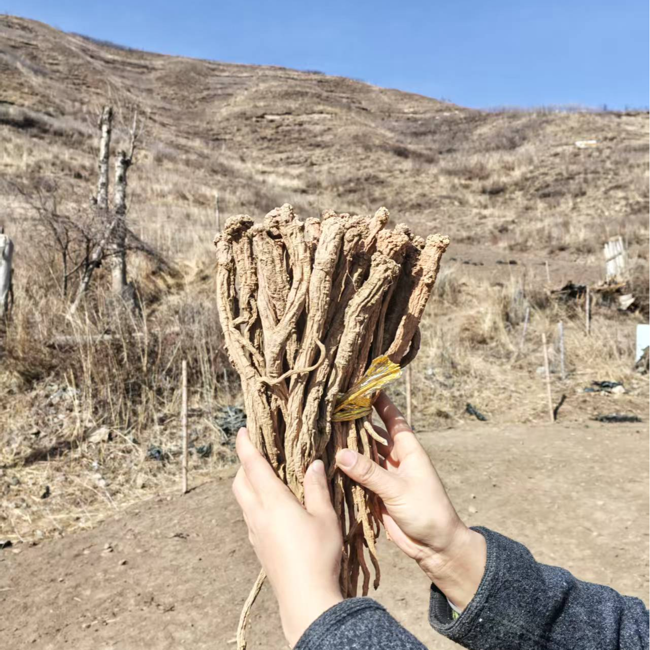 甘肃高原采挖野山货党参