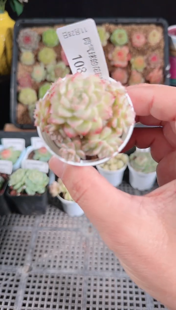 多肉1128-108群生不包整