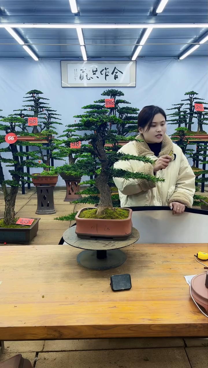 【闪购商品】高端盆景一物一拍，所见即所得