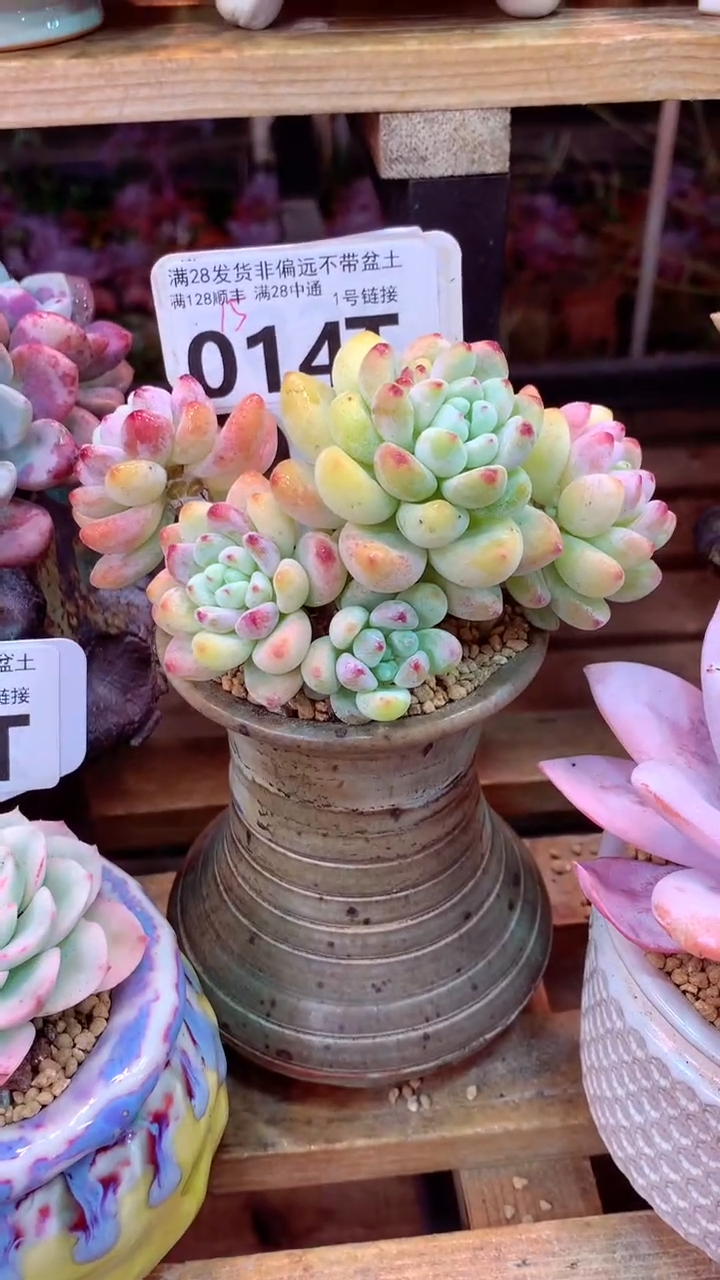 014T 罗琦 (一物一拍实付满28发货，默认不带盆土）
