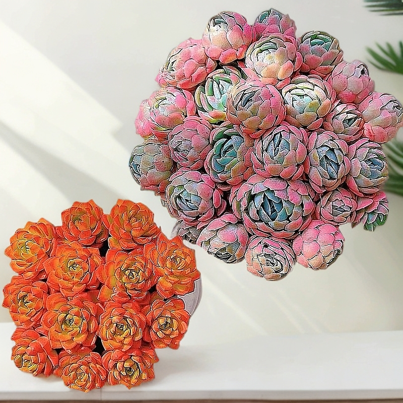 香水贝瑞与蒂亚多肉植物带盆带土好养室内净化空气盆栽