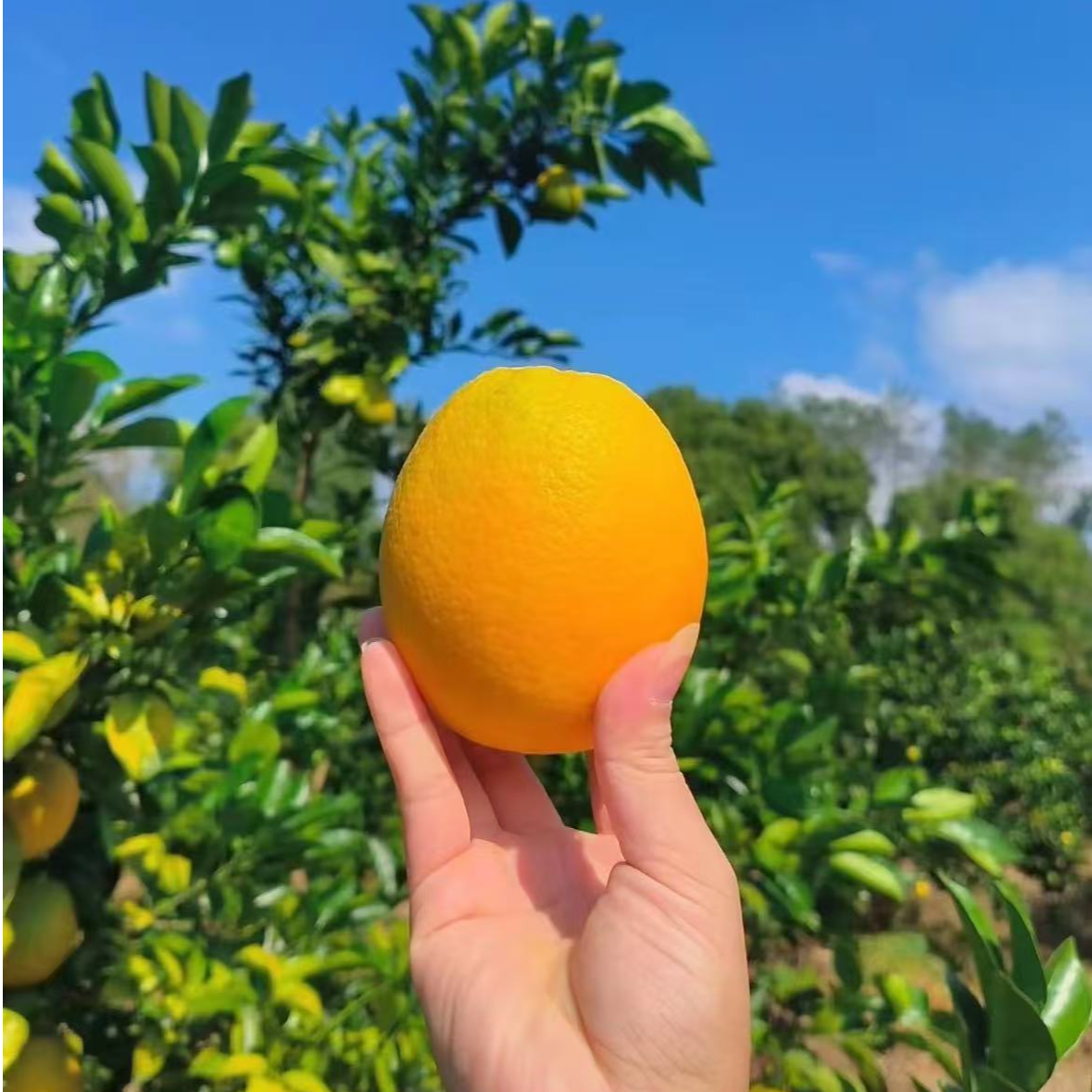 脐橙新鲜香甜爆汁当季水果