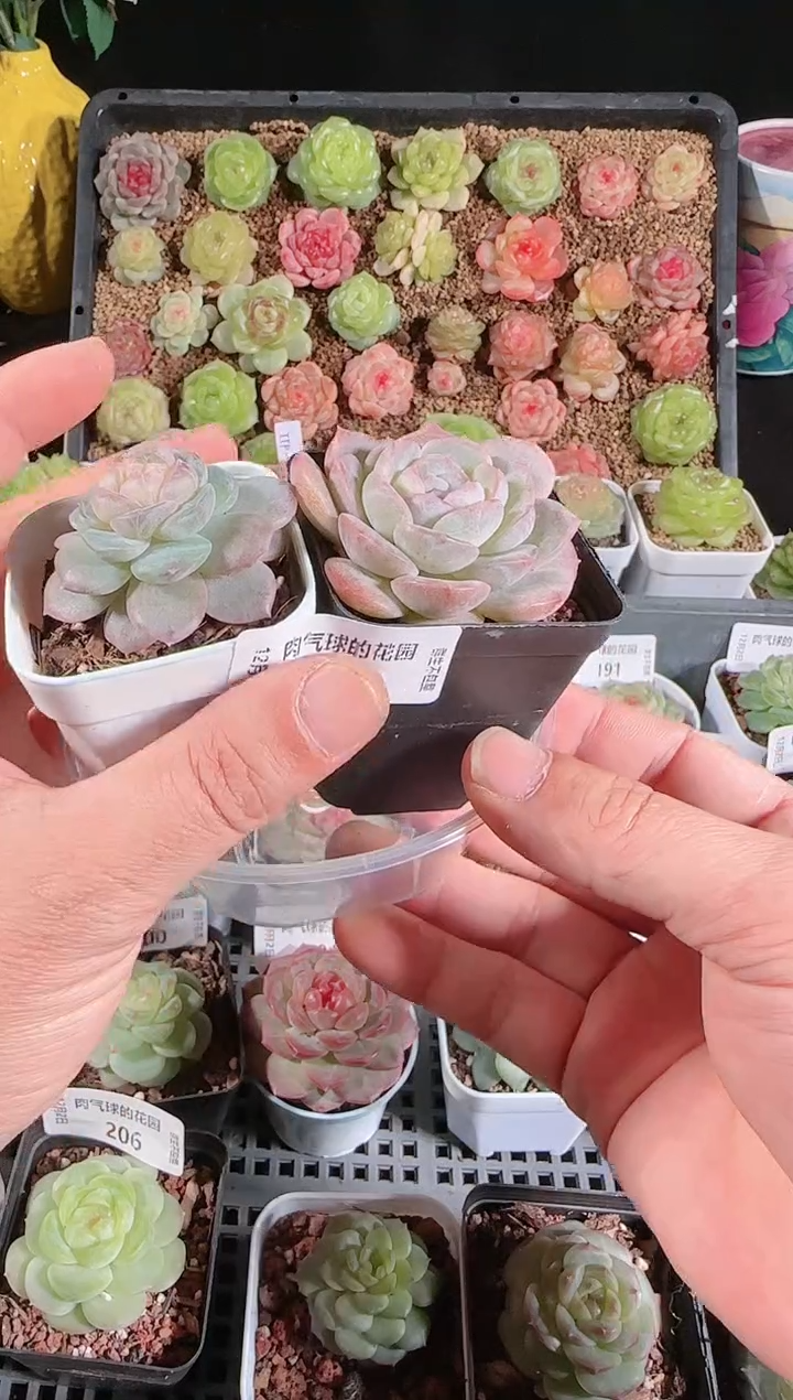 1202-207紫罗兰+芳辰多肉群生不包整