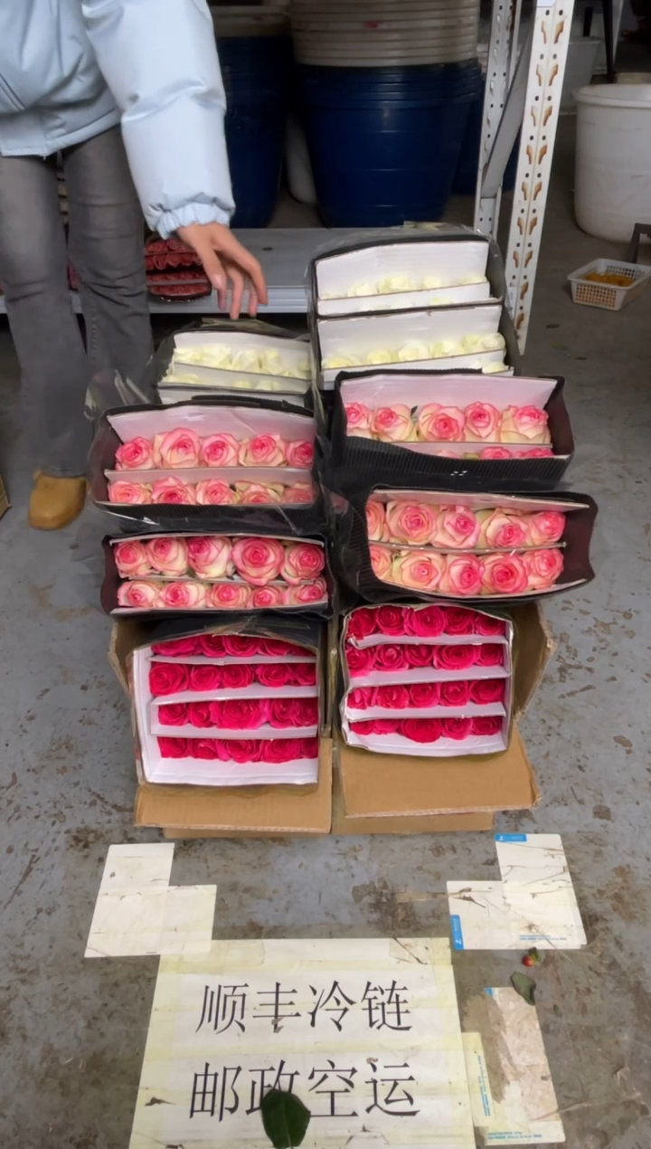 佛洛依德20枝+艾沙20枝+骄傲20枝