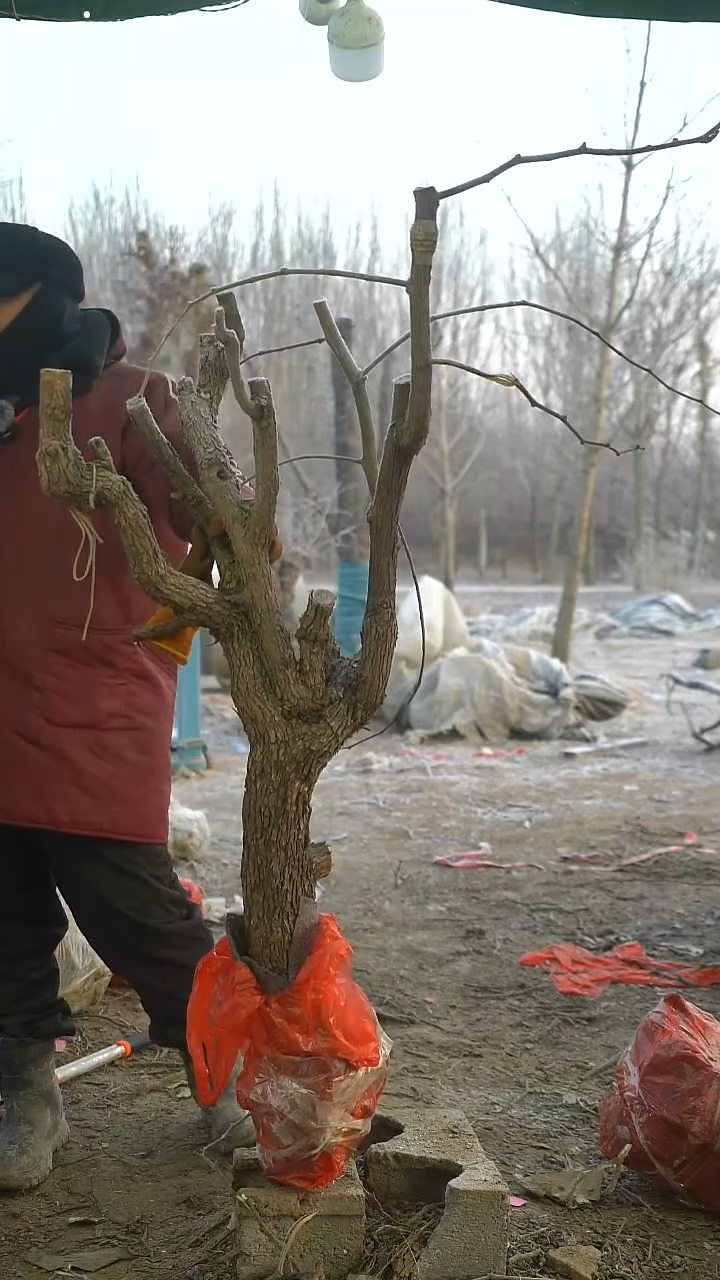 完全开放枣树989