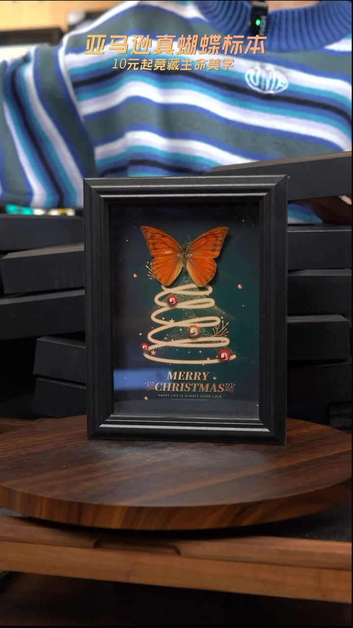 微瑕蝴蝶标本摆件一口价d479