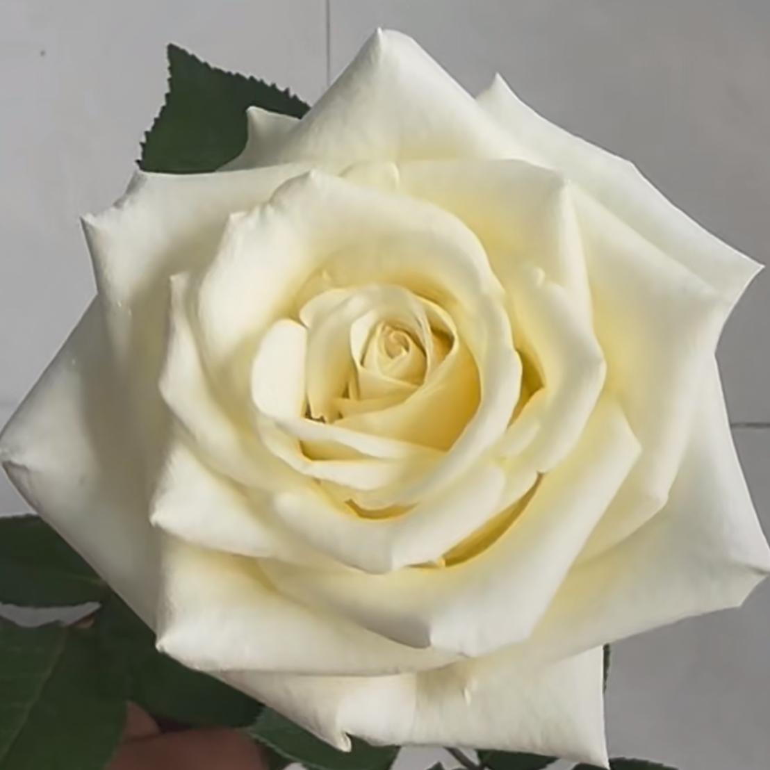 老磨盘【白色房子】月季