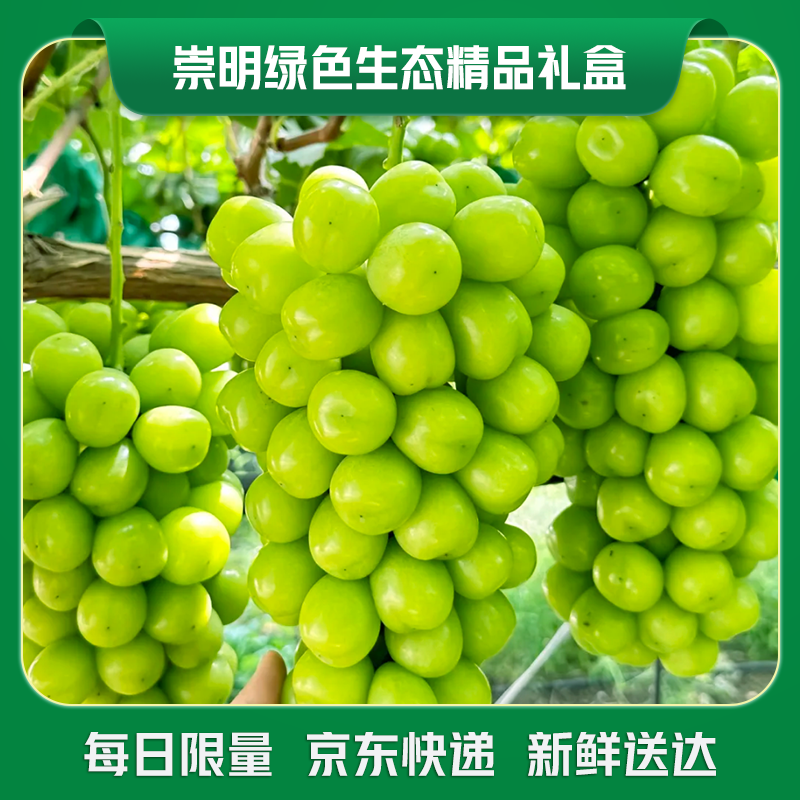 崇明 阳光玫瑰葡萄 现摘现发 果肉紧实 颗颗饱满 甜而不腻