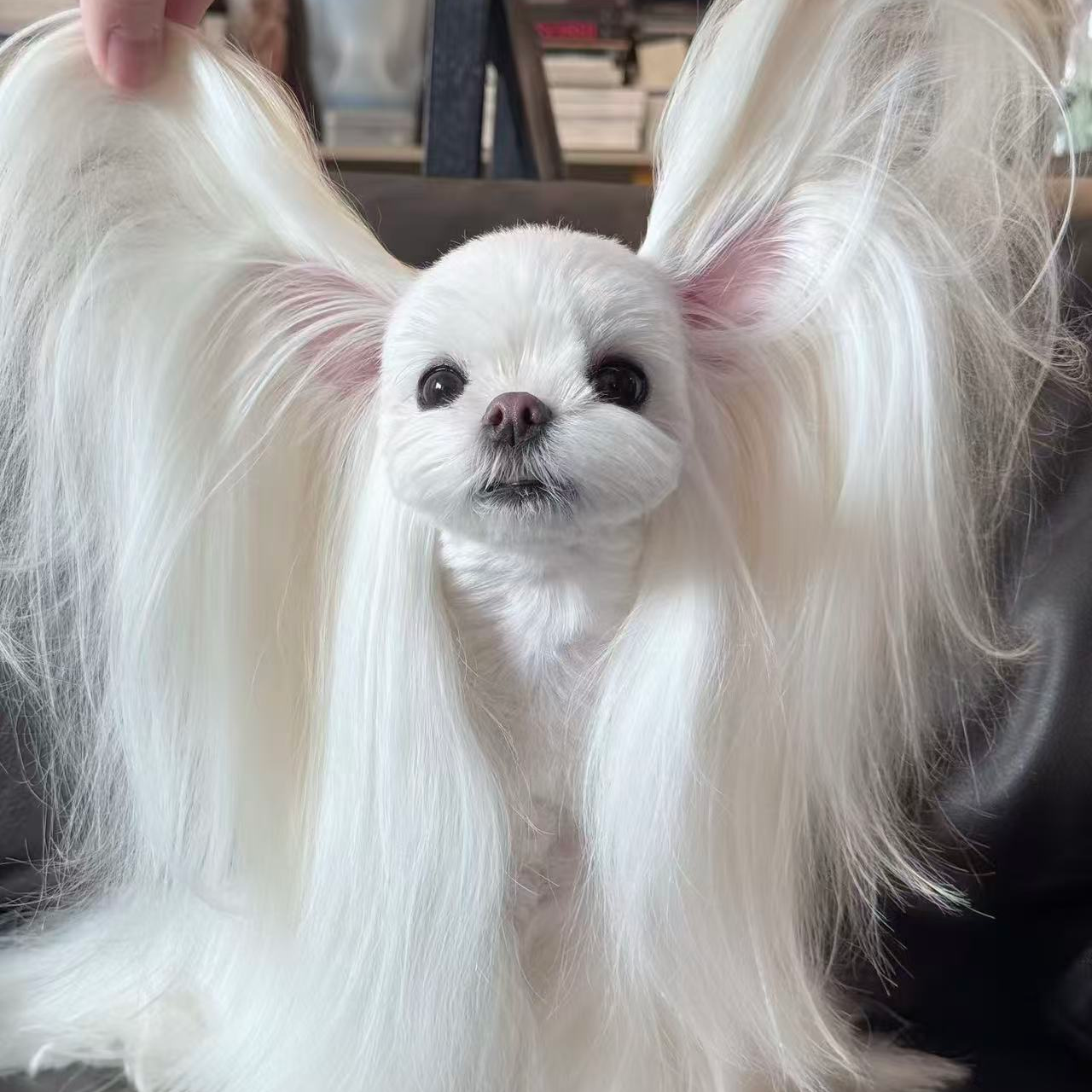 马尔济斯约克夏比熊泰迪熊雪纳瑞等小型宠物狗狗售卖