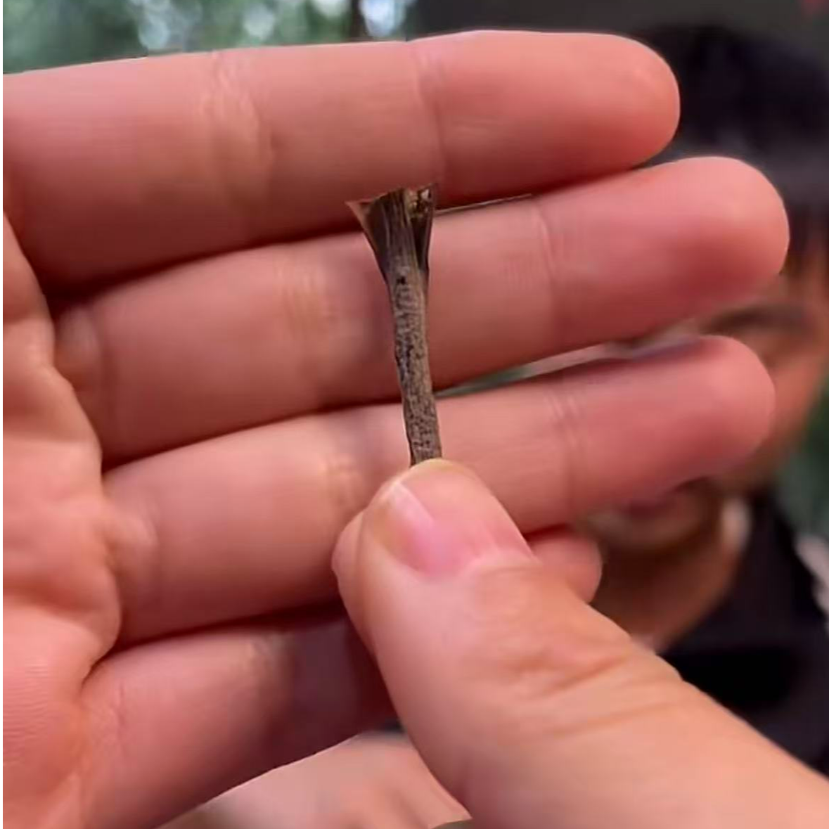 云南优选山货--鹰抓风粉