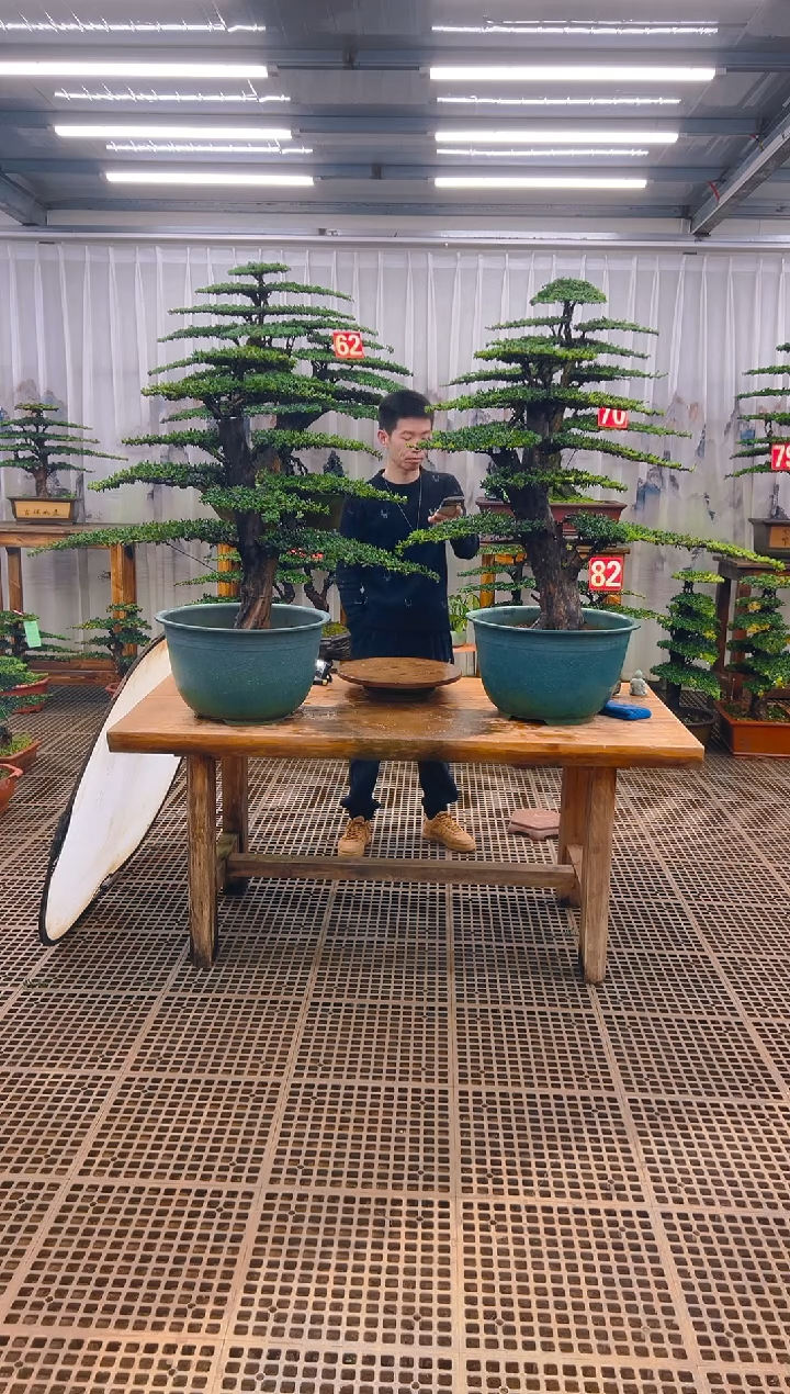 无花朵用****2精品盆景直播间一物一拍