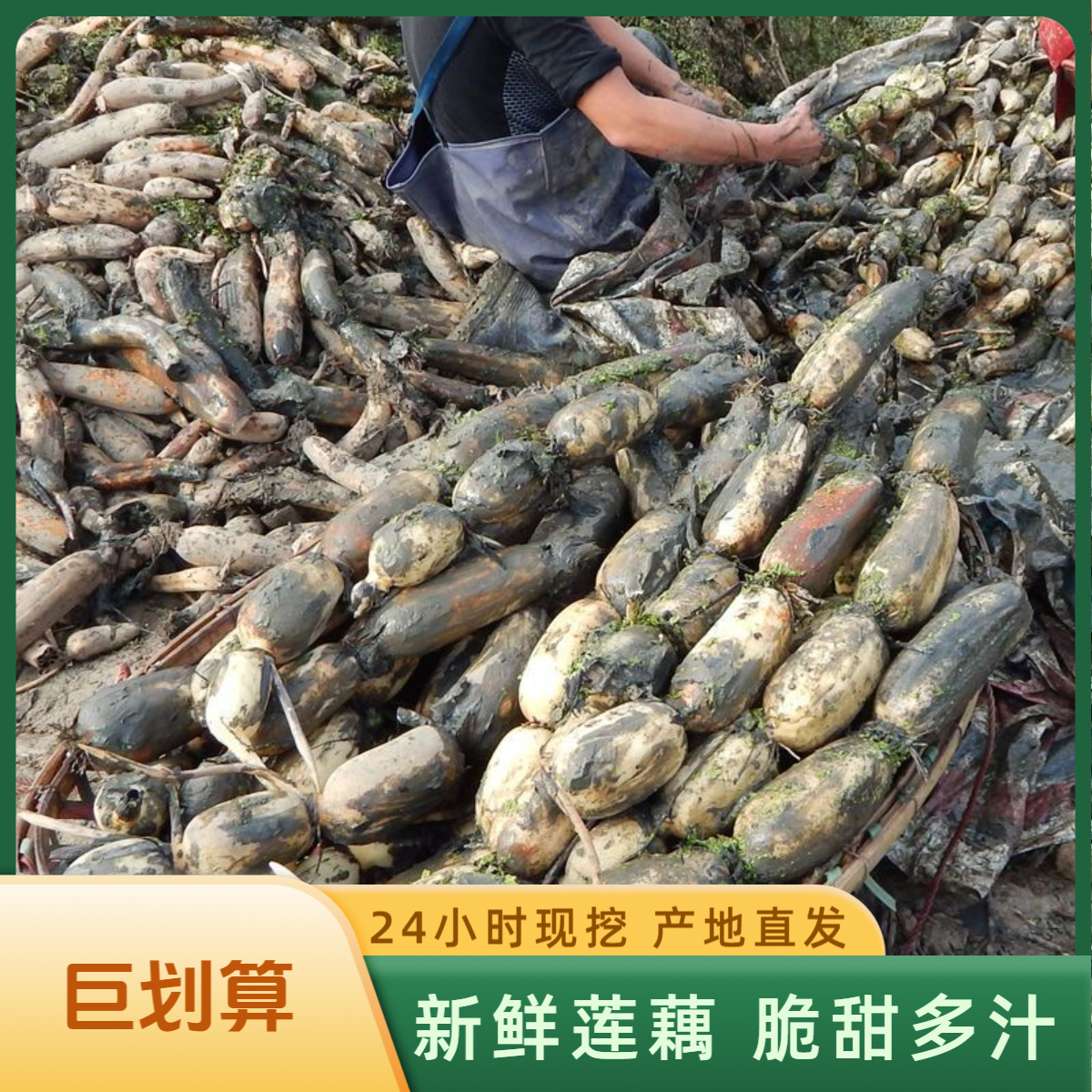 湖北新鲜现挖莲藕脆藕可清炒凉拌煲汤的应季生鲜蔬菜