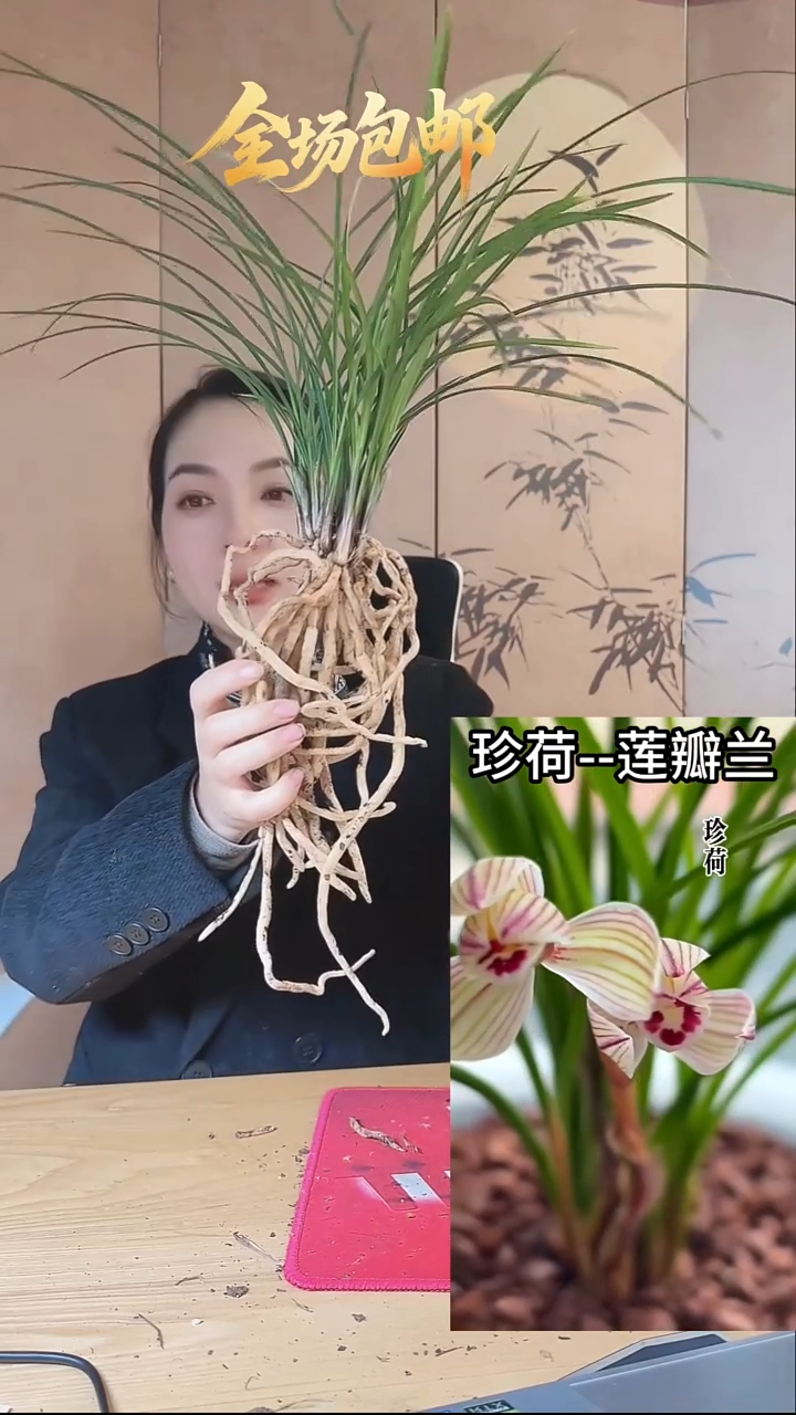 当前无花栽培后可以开花：镇荷