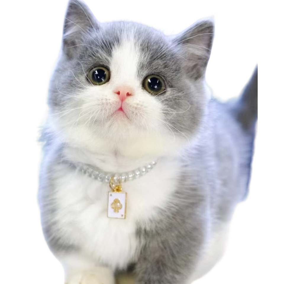 【霍比特短腿猫苑】宠物猫咪活体幼猫专用链接