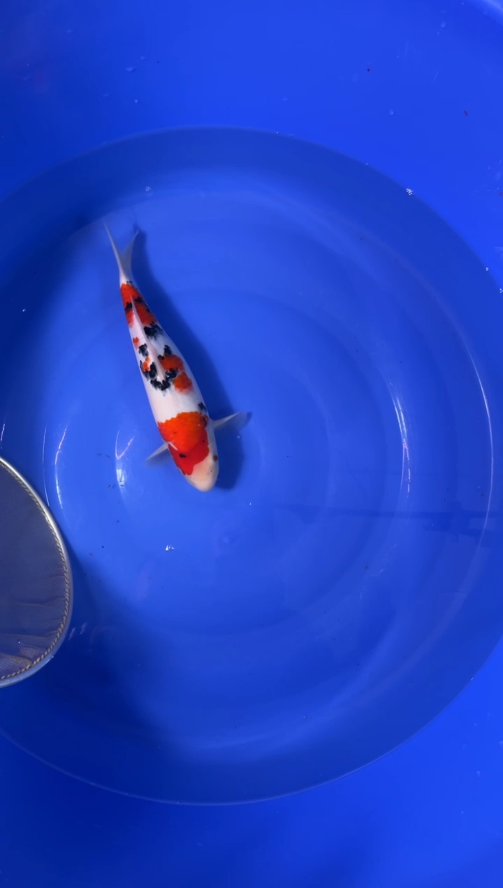 锦鲤商品鱼活体二号链接/顺丰暂收50