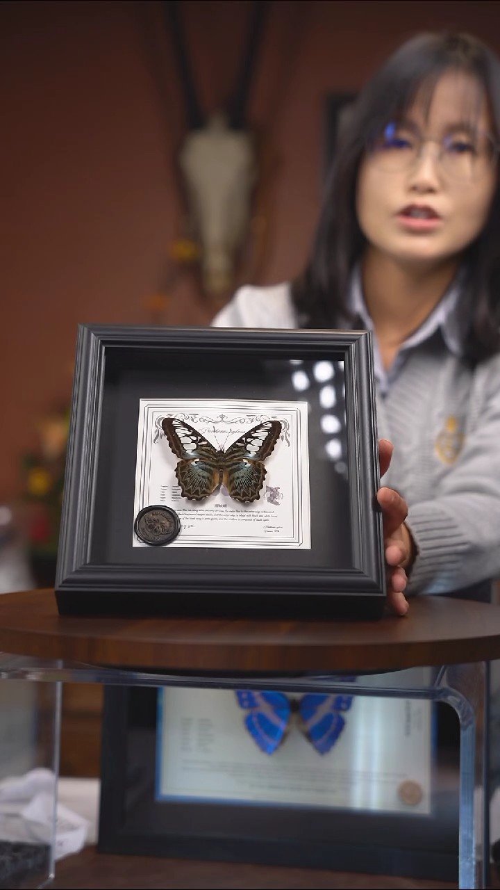 N154  丽蛱蝶 真蝴蝶标本