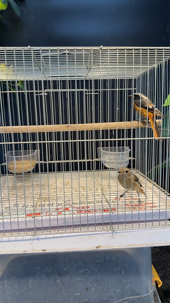 1号  2北红养笼  0元起拍