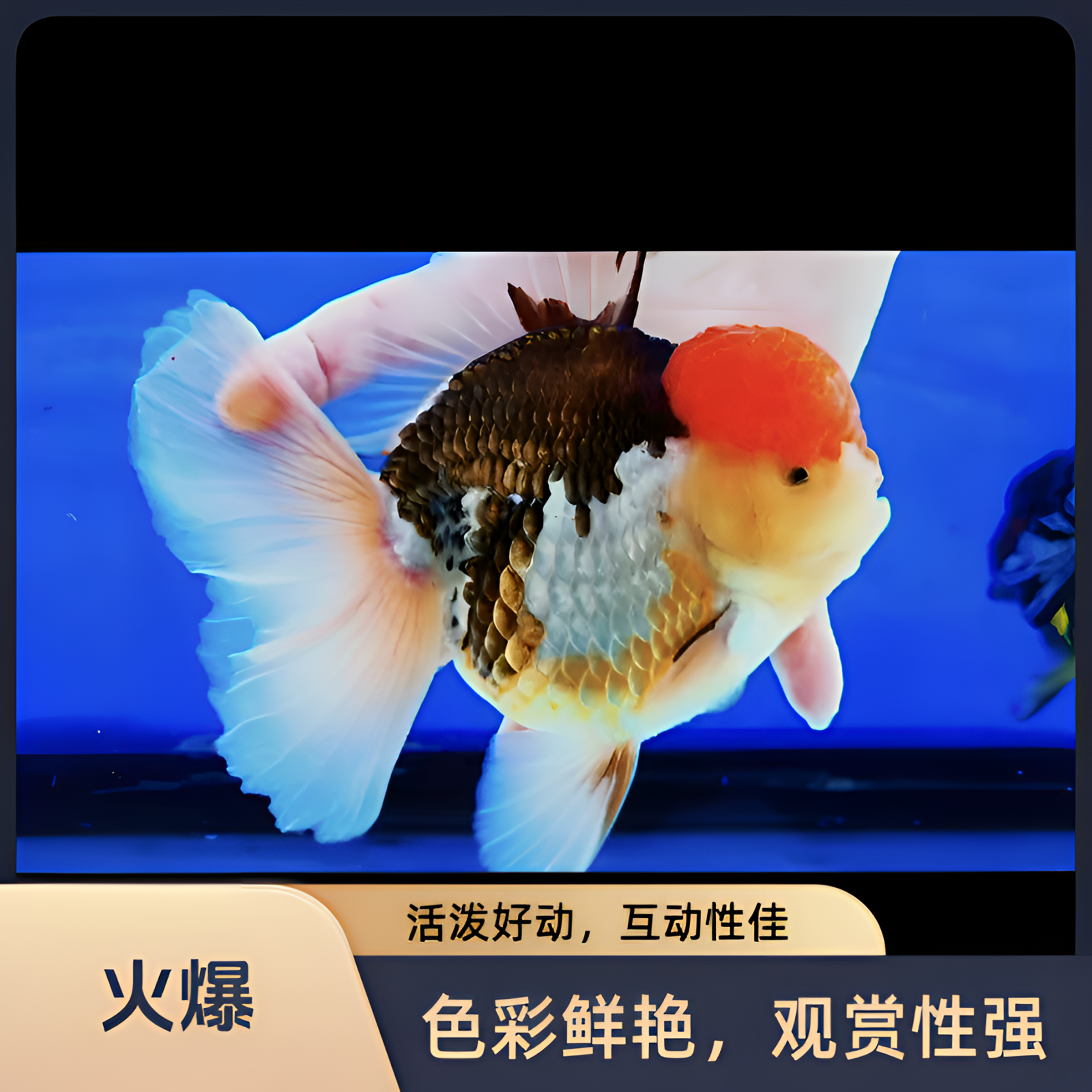 精品泰狮金鱼（私拍不发货）