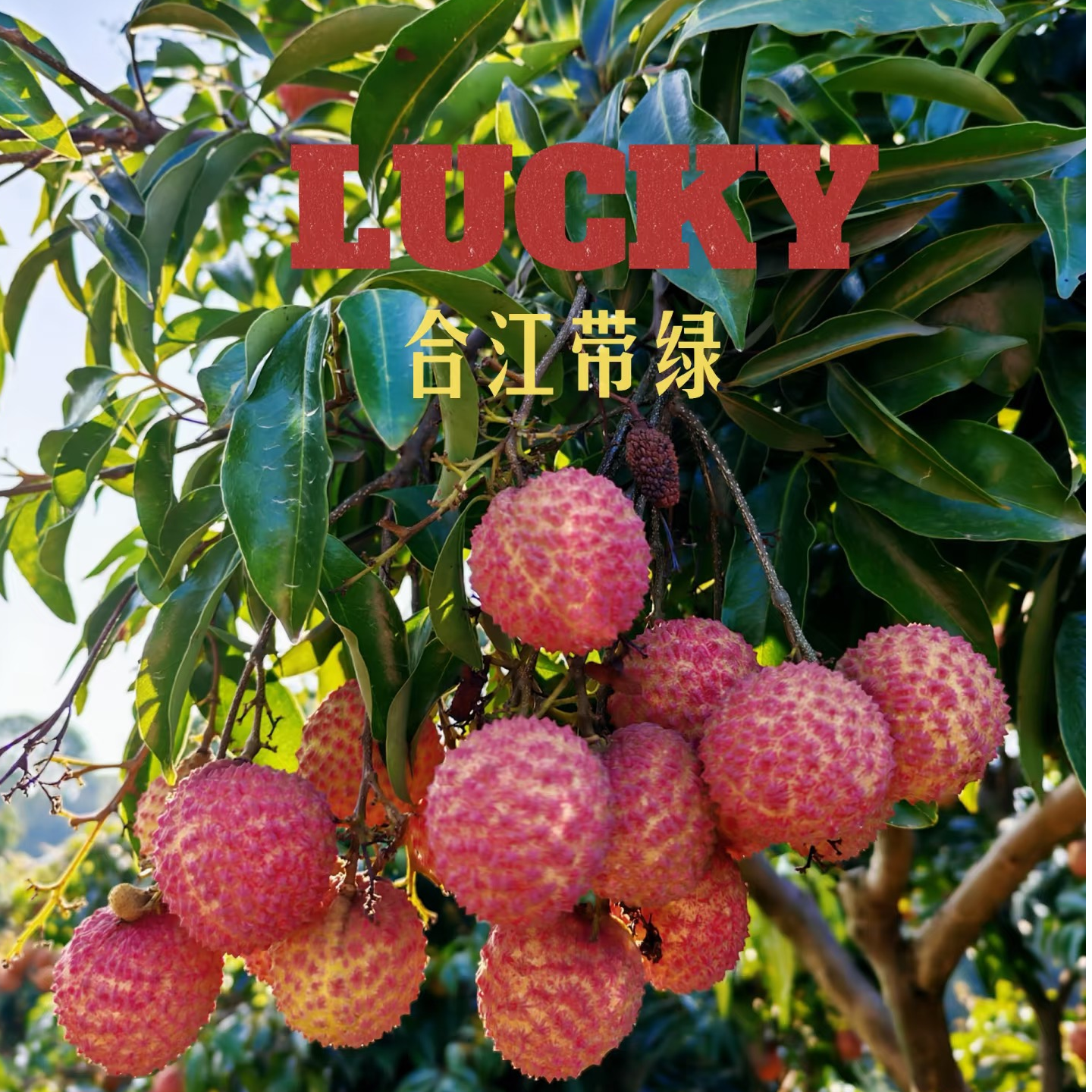 2【次日达带绿】合江带绿荔枝桂味荔枝每日新鲜采摘假一赔十