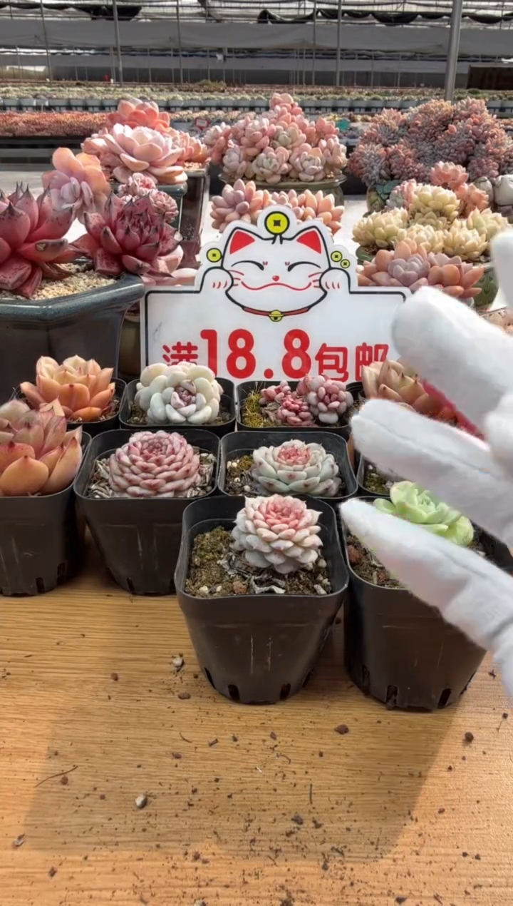 东云多肉园三店-63