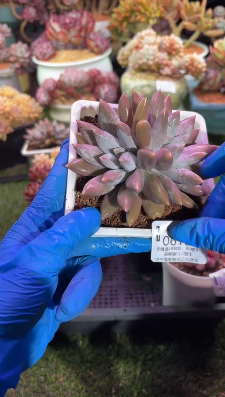 【闪购商品】06184