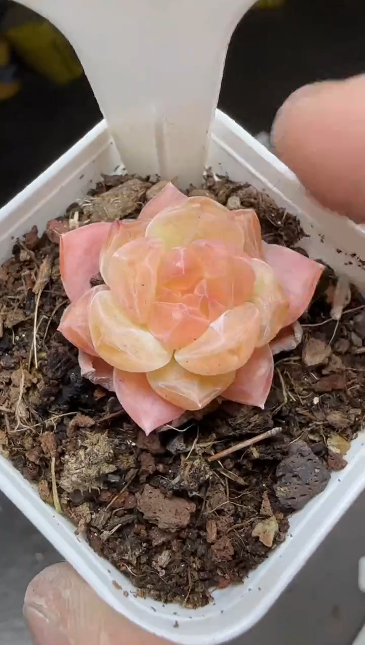 【闪购商品】一物一拍0213—139