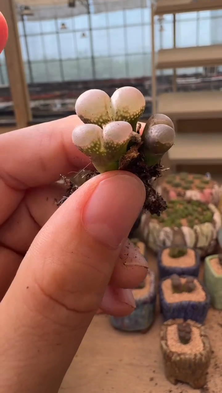 7-172多肉植物肉锥
