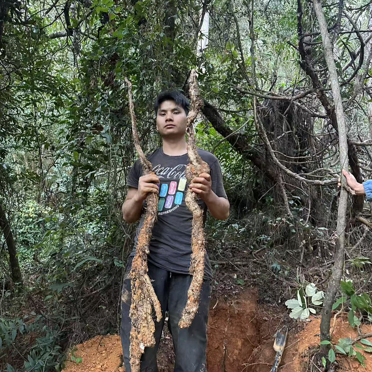 产自哀牢山山脉（野生山药）