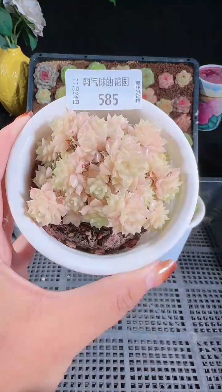 1124-585群生不包整