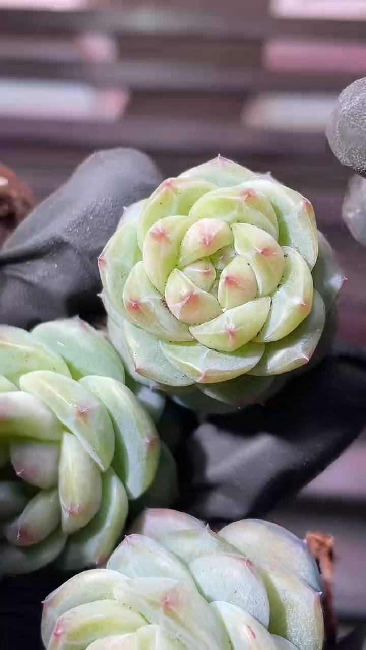 36-19 新珍妮2-3厘米量拍发一颗