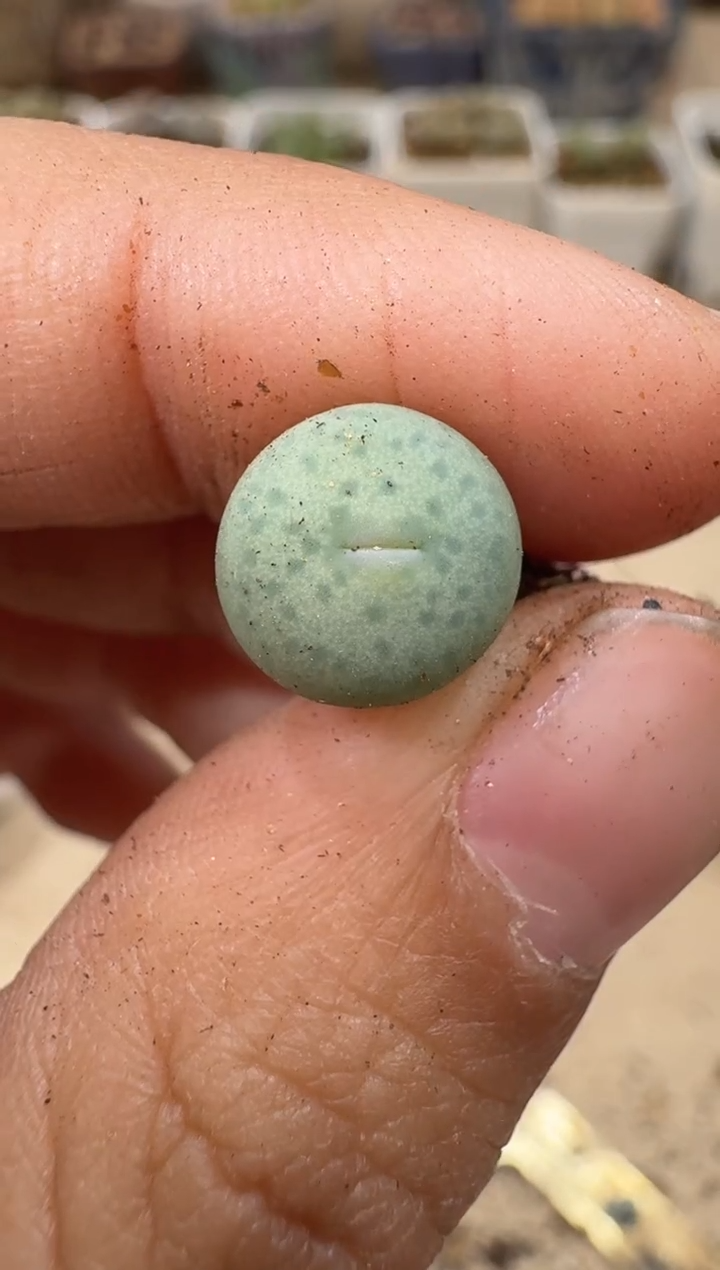 多肉植物肉锥4-132