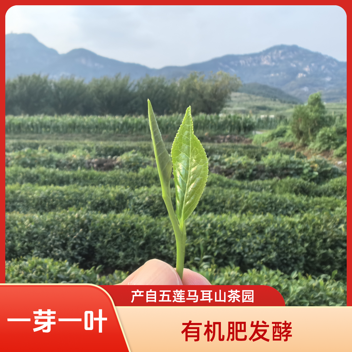 【精品】五莲马耳山绿茶 芒种 夏至口粮茶 绿色食品认证 一芽一叶