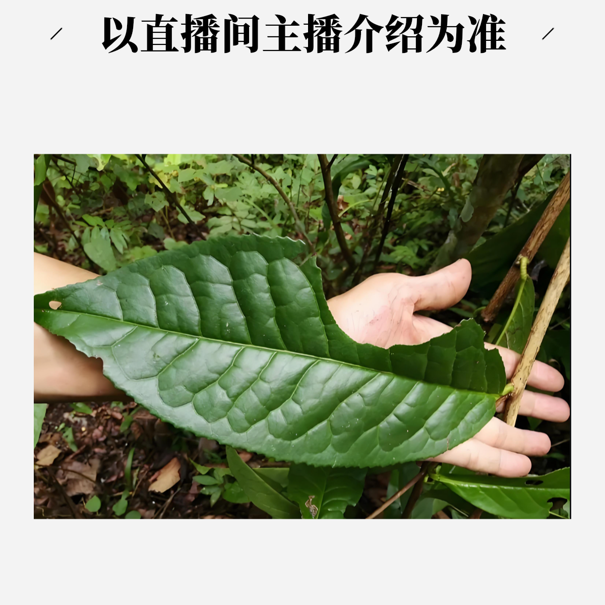 好茶分享【  8  】- 通用链接 -以直播间主播介绍为准
