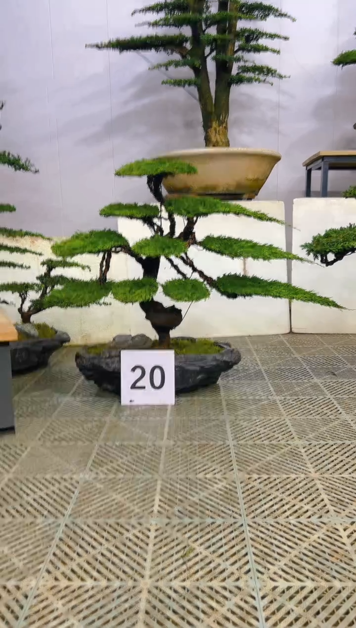 无花朵?****࿐一物一拍一物一拍