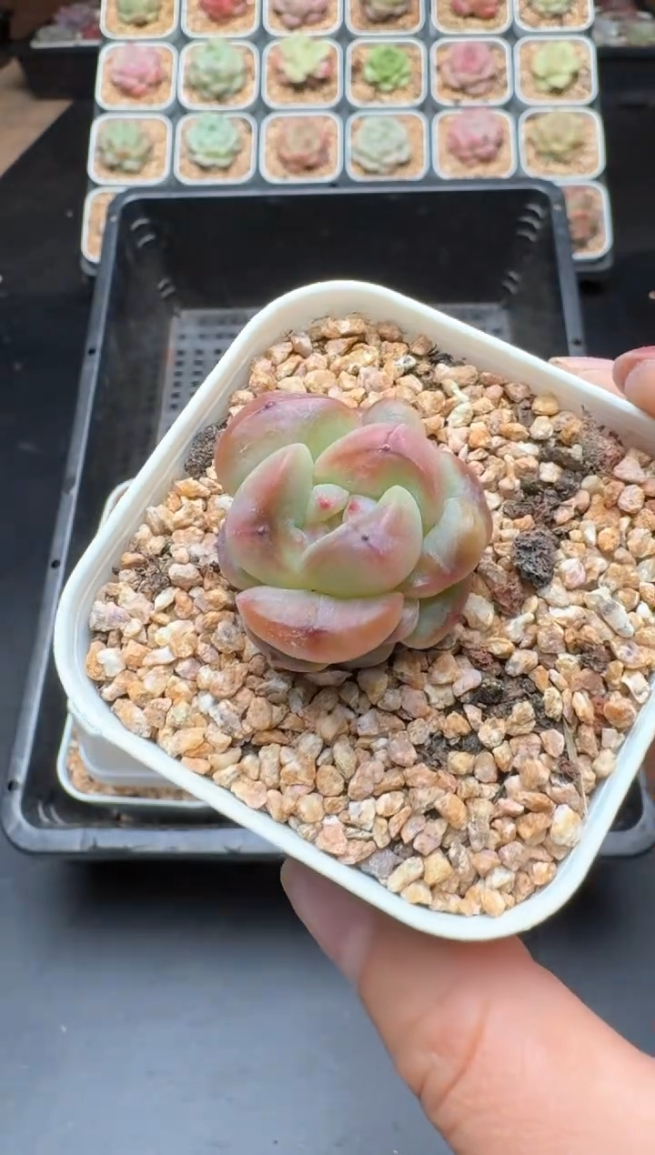 【闪购商品】627D物拍多肉带盆土6.5杯拍3颗包柚