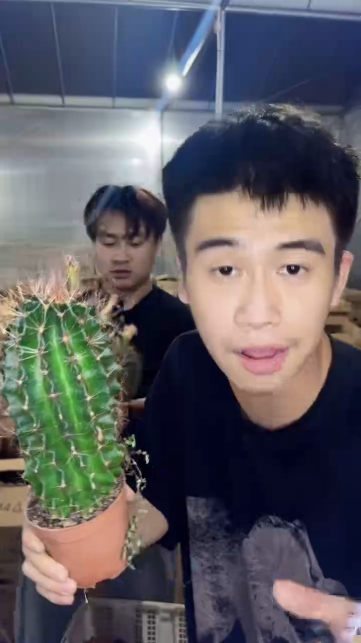 变色 大号龙王【不指定带花苞】