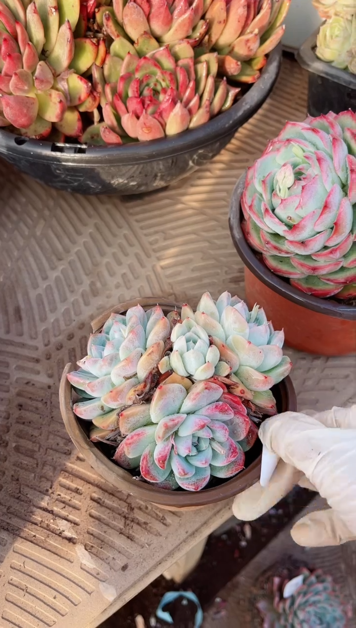 【闪购商品】20133