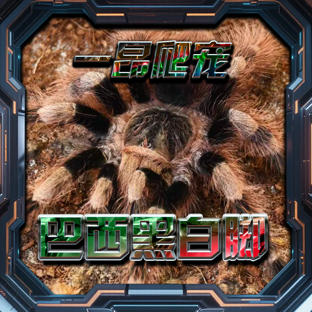 巴西黑白脚 温顺 宠物蜘蛛 新手好养爬宠 蜘蛛活体