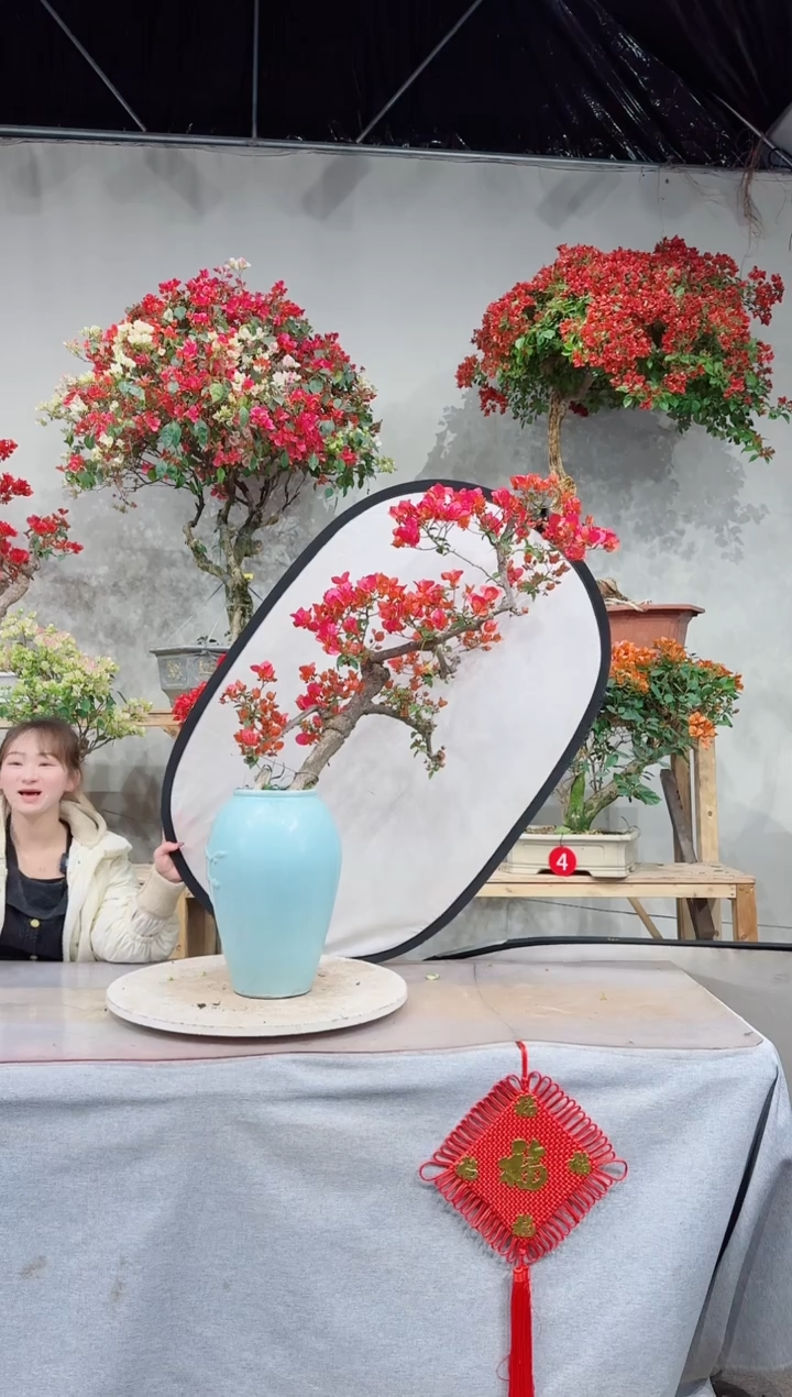 【闪购商品】盆景海岛红