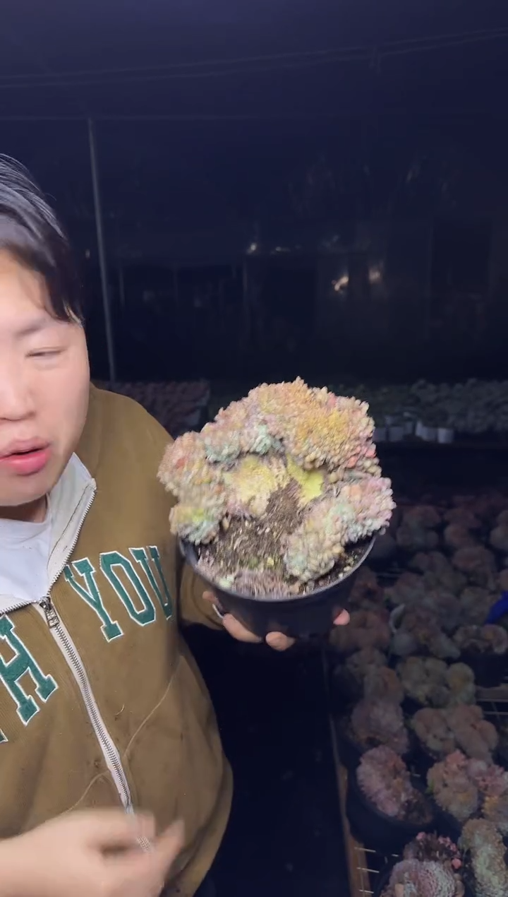 露养区状态白胖子缀9.99