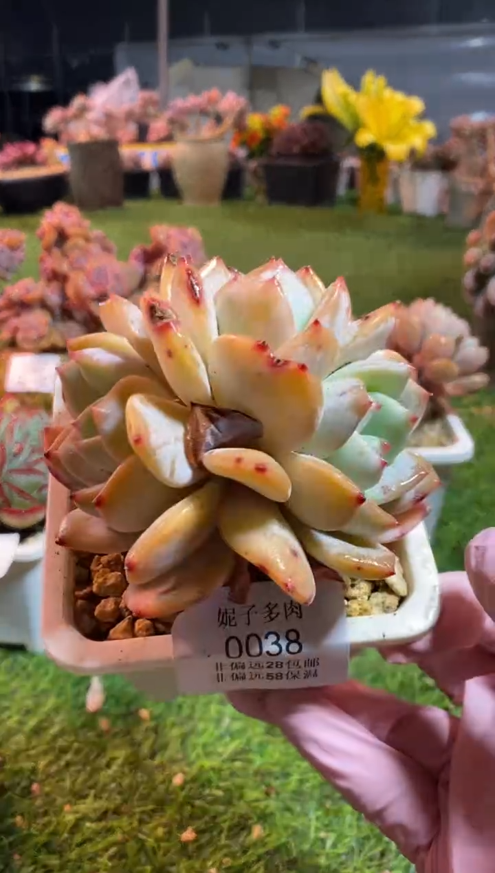 【闪购商品】0038a