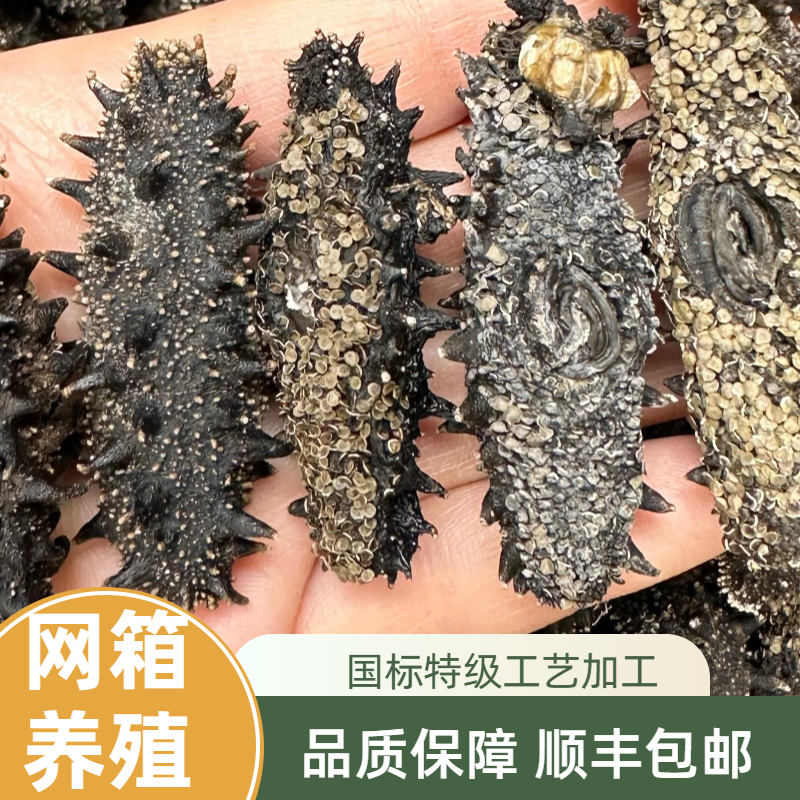 大连网箱纯淡干肉质干海参无添加 