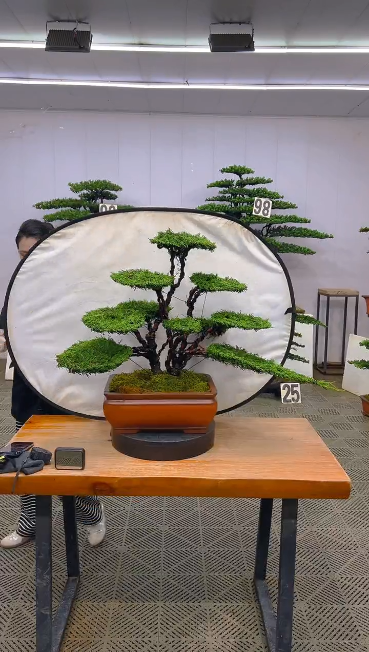 无花朵济州真柏盆景.......