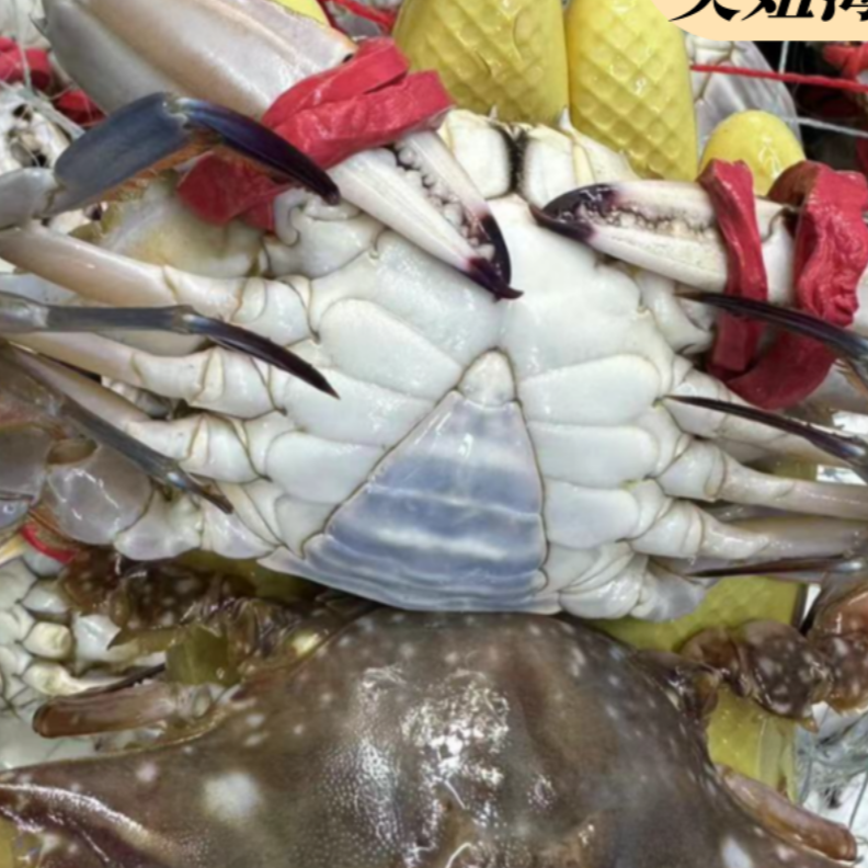 小尖母4斤起 蟹单只1-2两左右仅限沈阳市内【保鲜不保活】