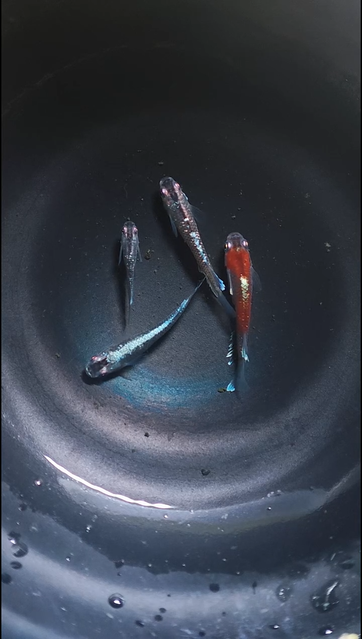 青鳉鱼观背青鳉008